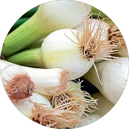 oignons blancs comment cultiver vignette