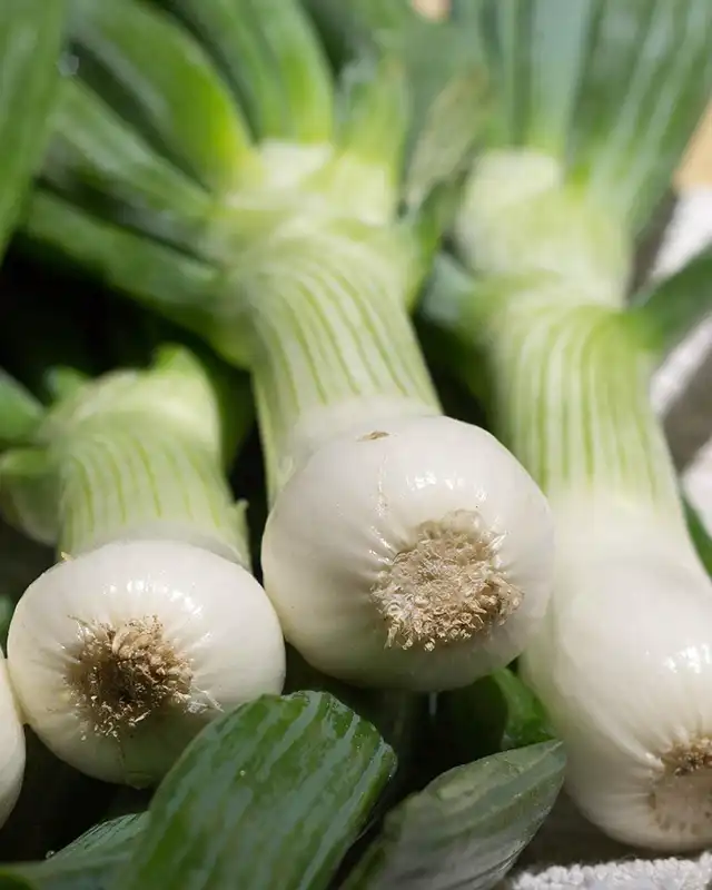 oignons blancs varietes