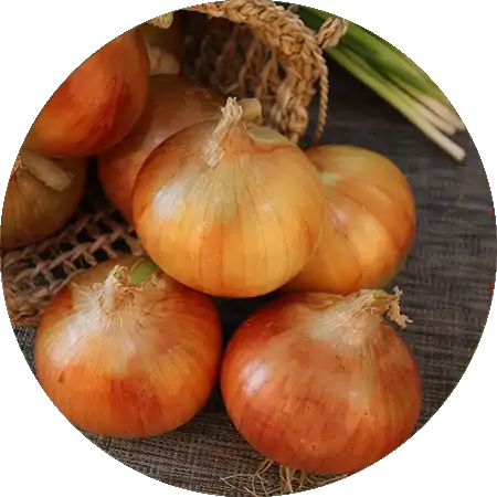 oignons de couleur comment cultiver vignette