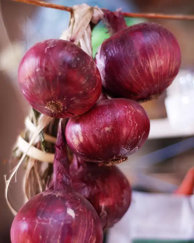 oignons de couleur varietes