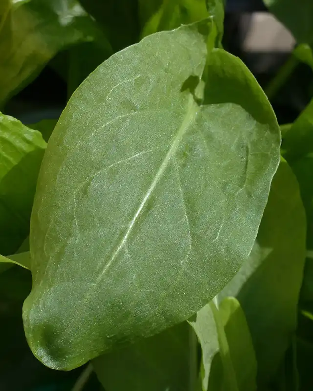 oseille varietes