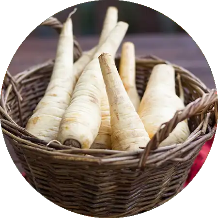 panais comment cultiver vignette