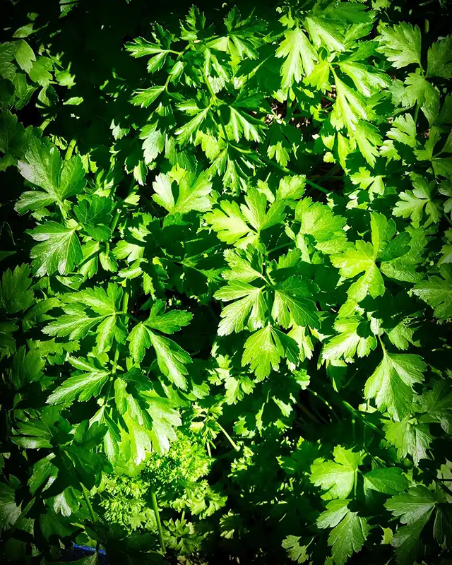 persil varietes