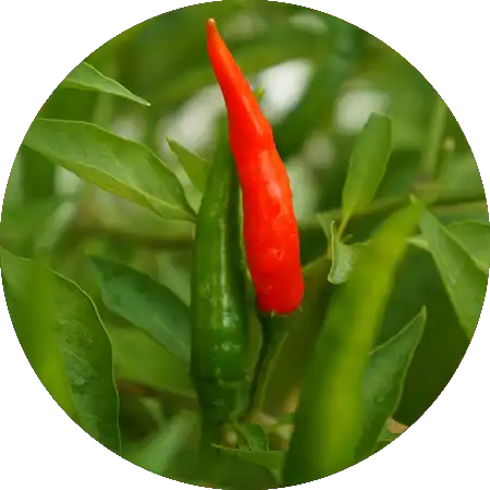 piments comment cultiver vignette