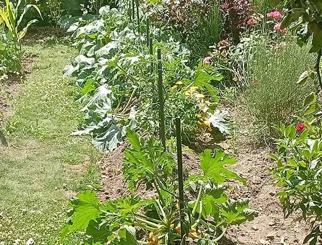 plantation de courges en butte