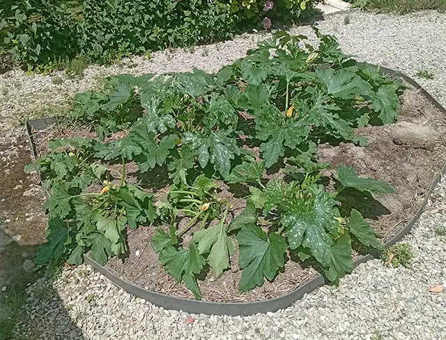 plantation de courges en parterre