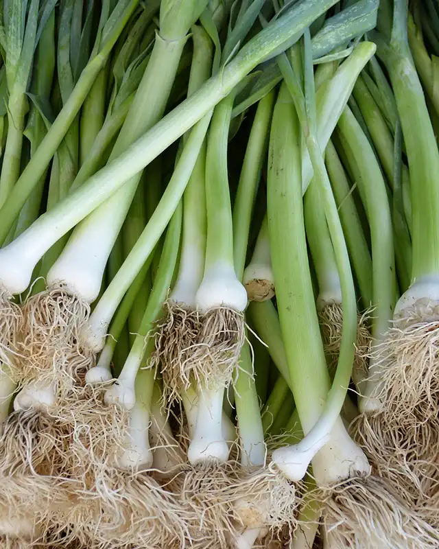 poireaux varietes