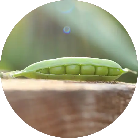 pois comment cultiver vignette