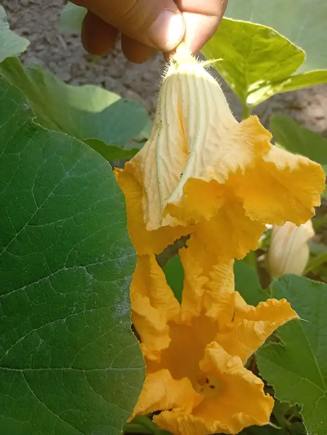 polénisation manuelle courges