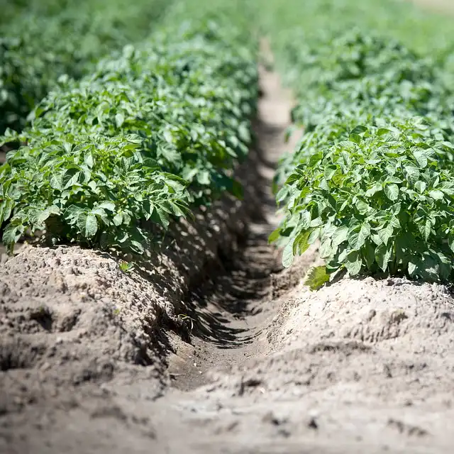 pommes de terre comment cultiver culture