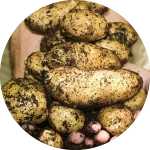 pommes de terre comment cultiver vignette