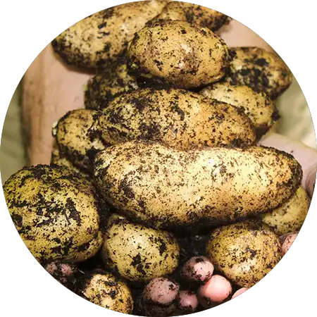 pommes de terre comment cultiver vignette