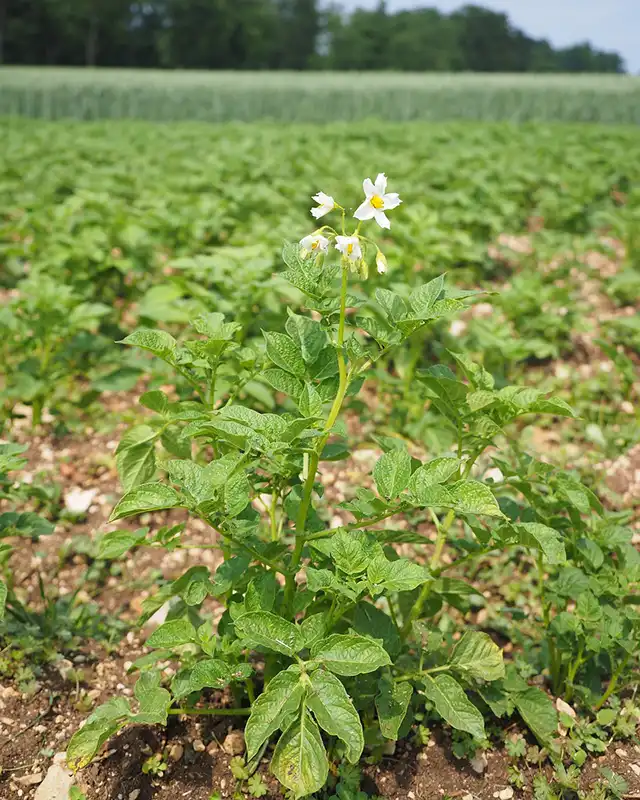 pommes de terre varietes