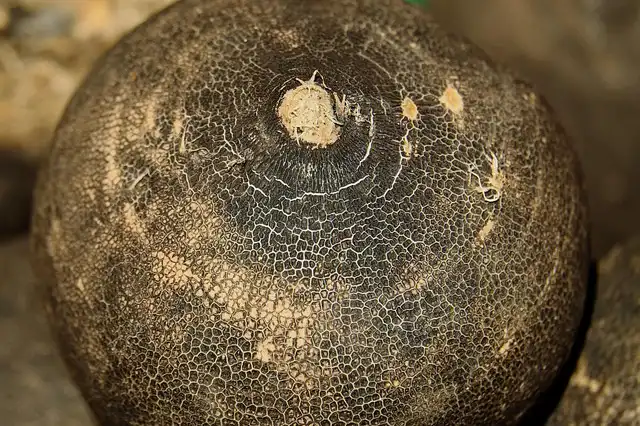 radis varietes 01