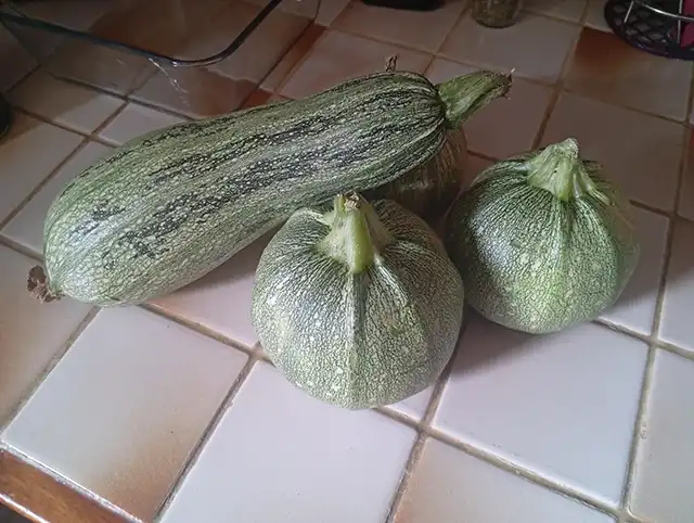 recolte et stockage des courges