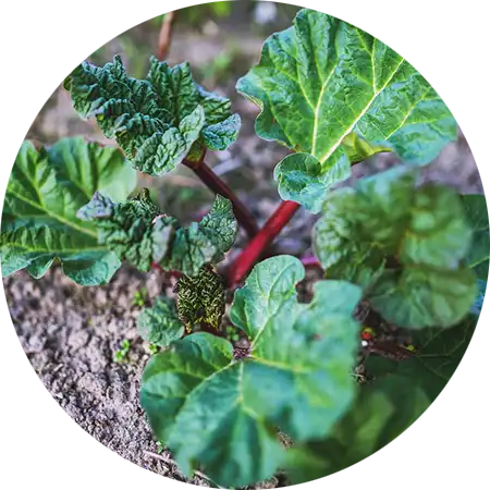 rhubarbe comment cultiver vignette