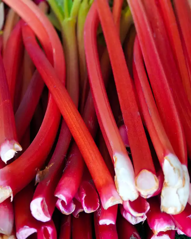 rhubarbe varietes