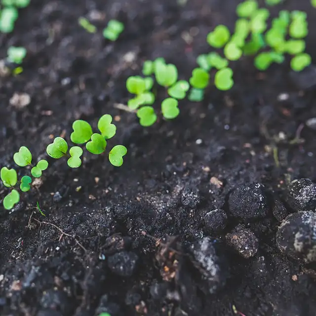 roquette comment cultiver culture