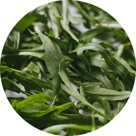 roquette comment cultiver vignette