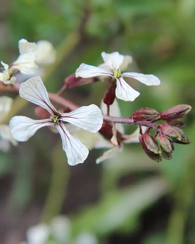 roquette varietes