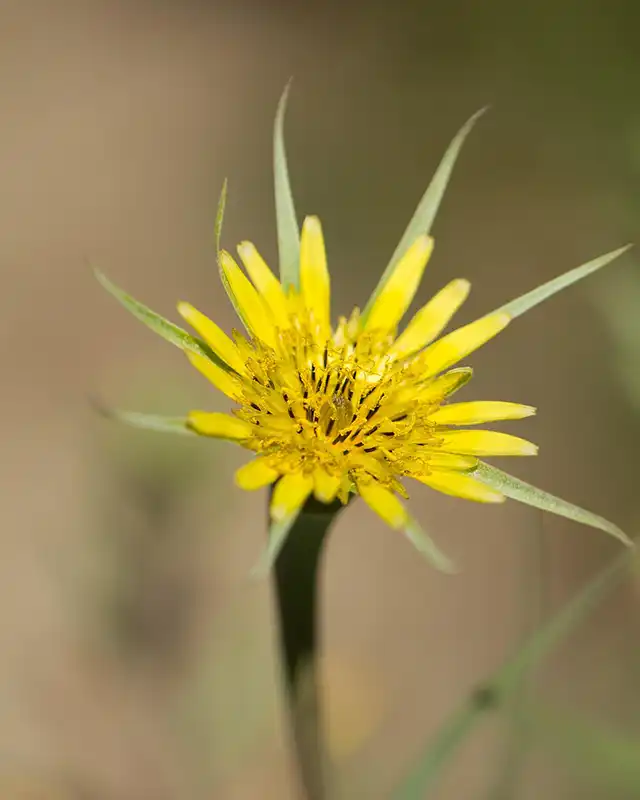 salsifis varietes