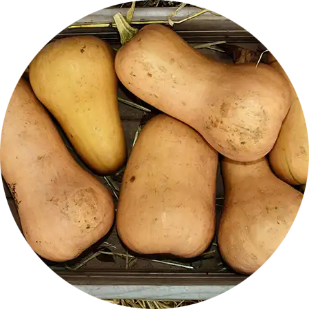 tabeau varietes courges musquees