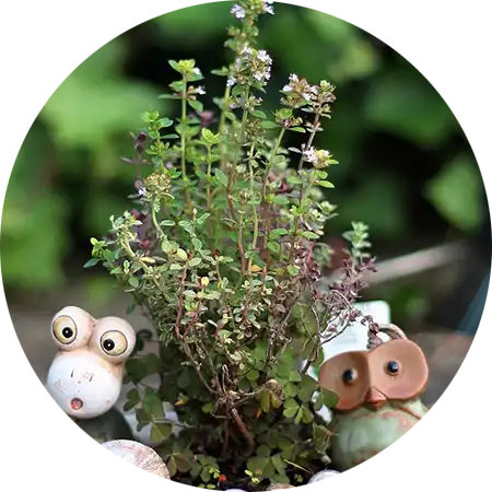 thym comment cultiver vignette