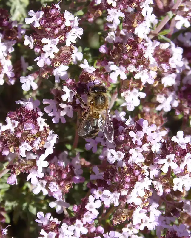 thym varietes