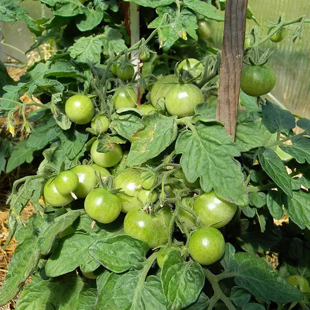 tomates comment cultiver culture