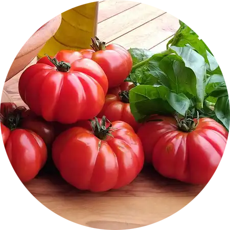 tomates comment cultiver vignette 1