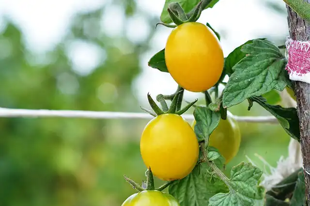 tomates varietes 02