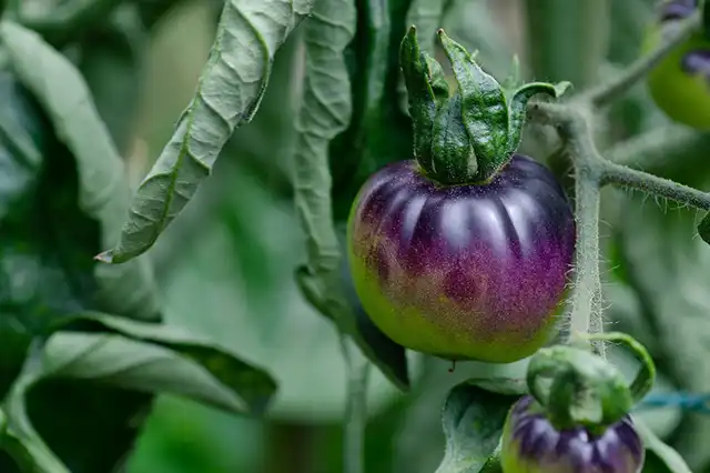 tomates varietes 03