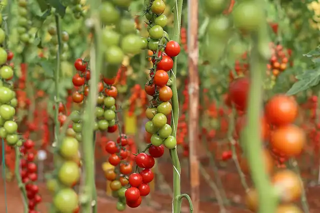 tomates varietes 04