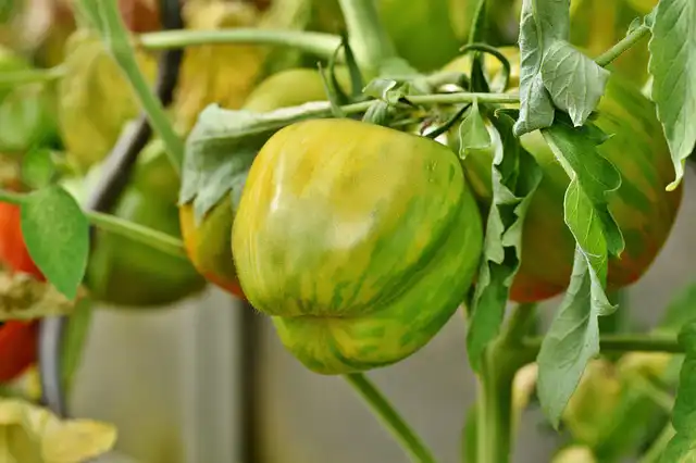 tomates varietes 05