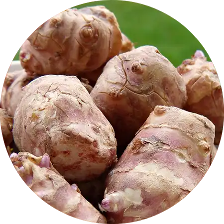 topinambour comment cultiver vignette