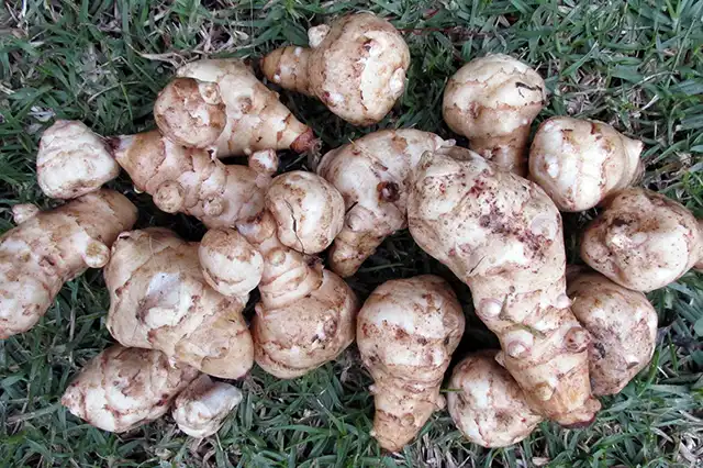 topinambour varietes