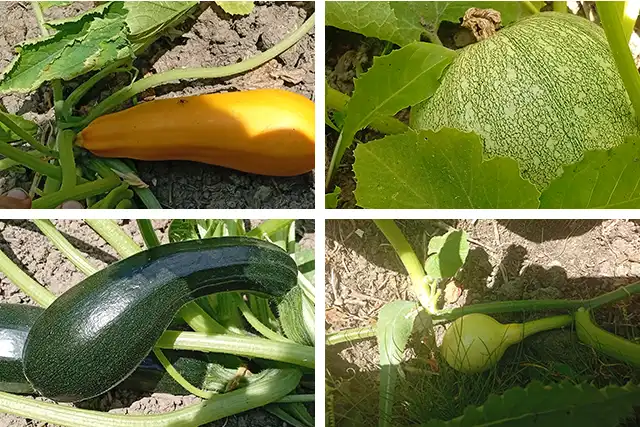 un grand choix de courges