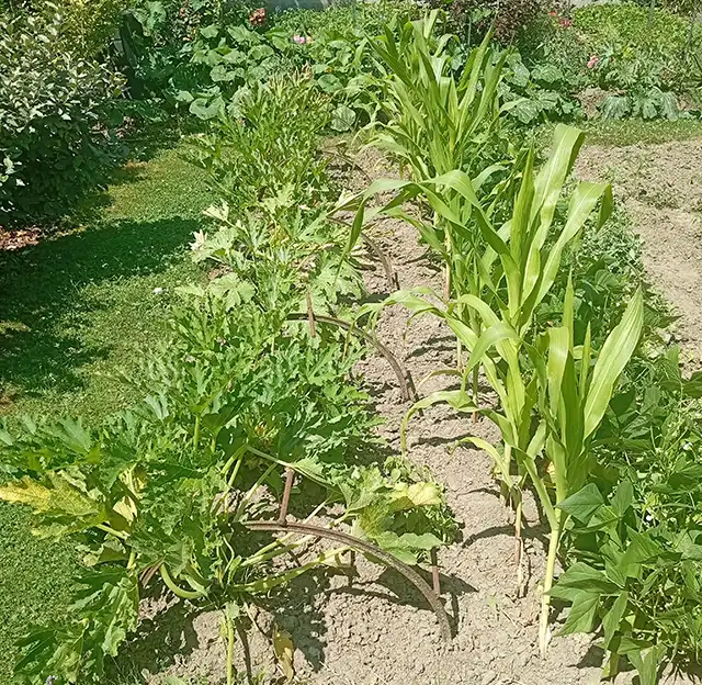zone ou plater les courges