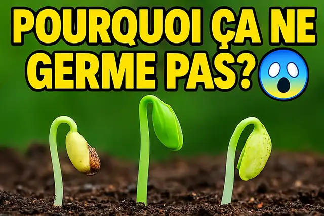 Pourquoi mes graines ne germent pas