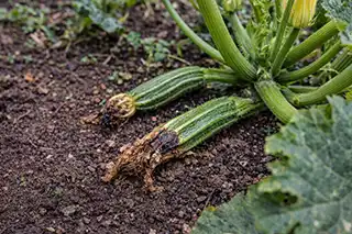 Courgettes qui pourrissent avant de grossir