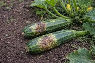 Courgettes tachées ou molles