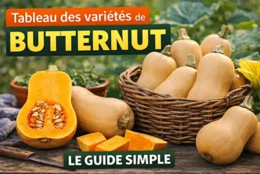 Tableau des variétés de butternut