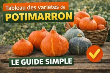 Tableau des variétés de potimarron le guide simple pour bien choisir