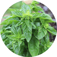 basilic 1