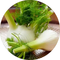 fenouil comment cultiver vignette