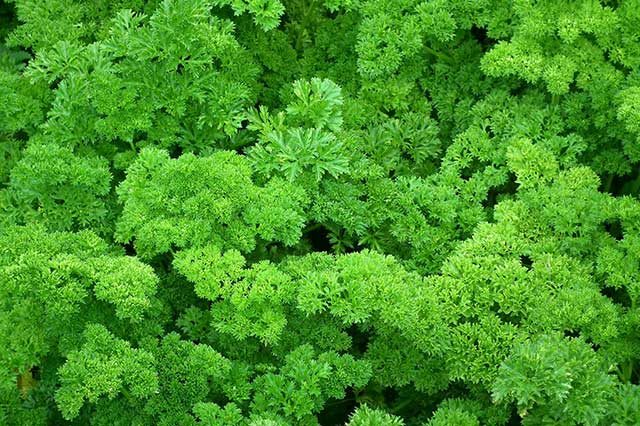 herbes armoatiques