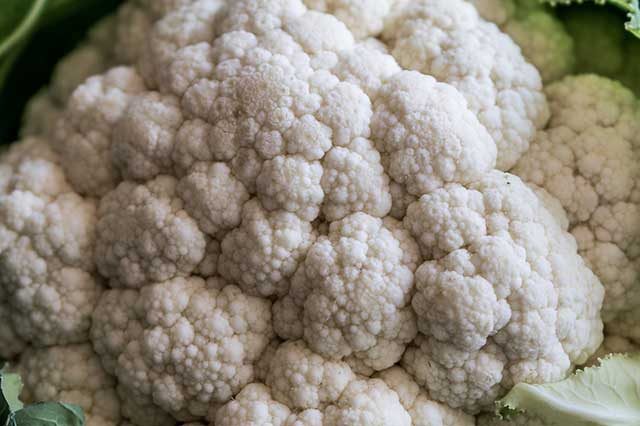 legume fleur