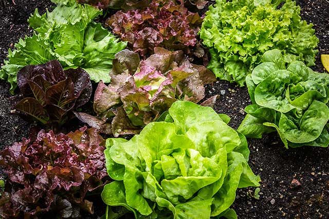 legumes feuilles