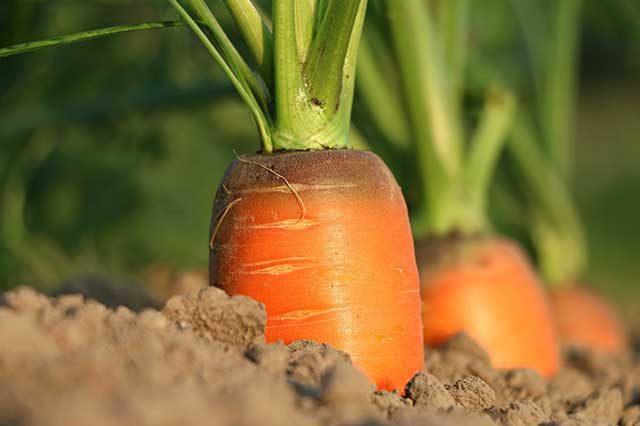 legumes racines