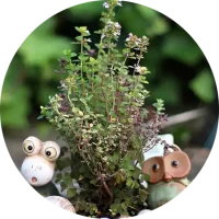 thym comment cultiver vignette